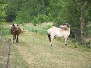 les chevaux de Saint Fort